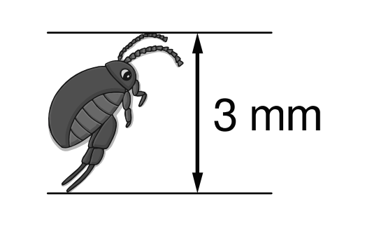 Skizze eines kleinen grauen Insekts neben Messpfeil und Beschriftung '3 mm'.